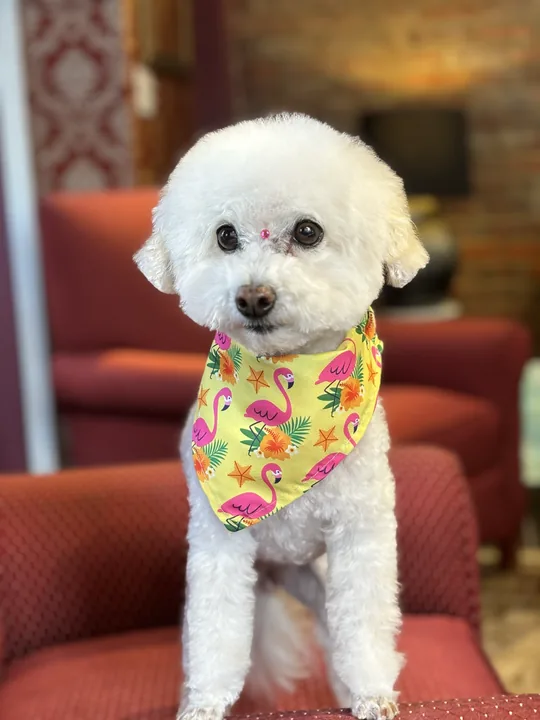 暖暖 in a flamingo bandana on a red armchair