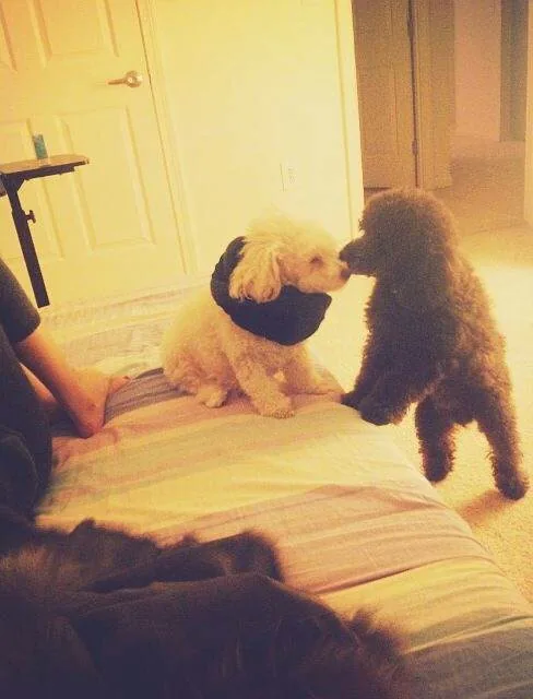 暖暖’s mom (white) and dad (black) nose to nose, 2014