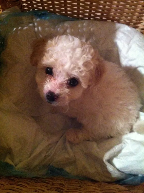 One of 暖暖's littermates as a puppy, 2012