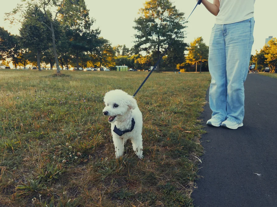 暖暖 on a leash exploring the park