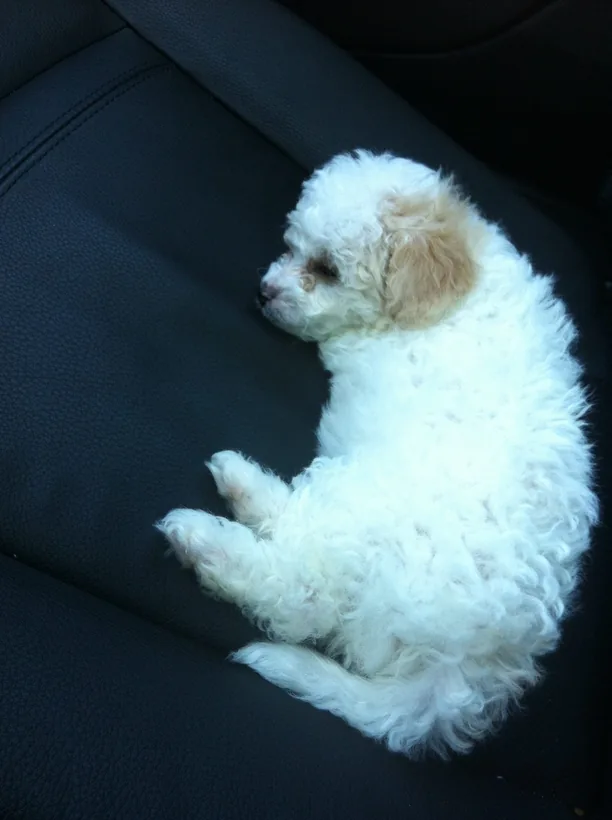 暖暖 as a small puppy in 2012
