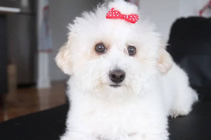 暖暖 wearing a red bow, 2015